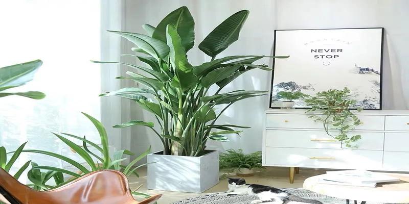 鹤望兰过冬的最低温度(鹤望兰冬天的养殖方法和注意事项)