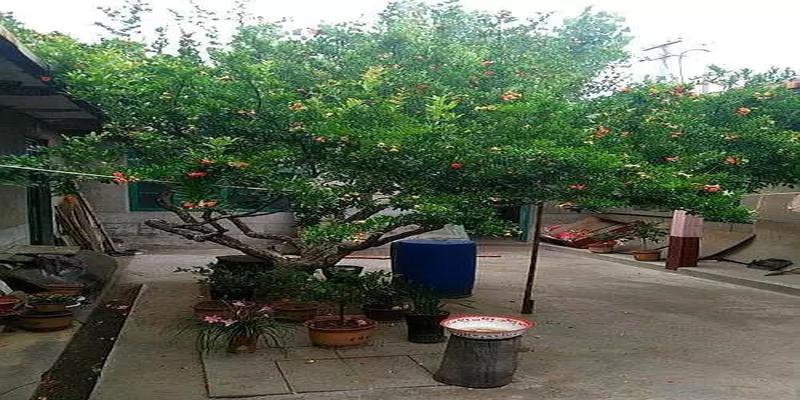 门前种枣树(枣树有花吗)