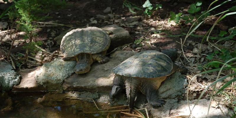 家养乌龟怎么养(养龟怎么养)