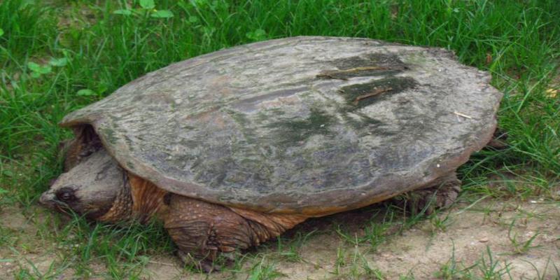 家养乌龟怎么养(养龟怎么养)