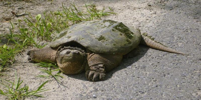 家养乌龟怎么养(养龟怎么养)