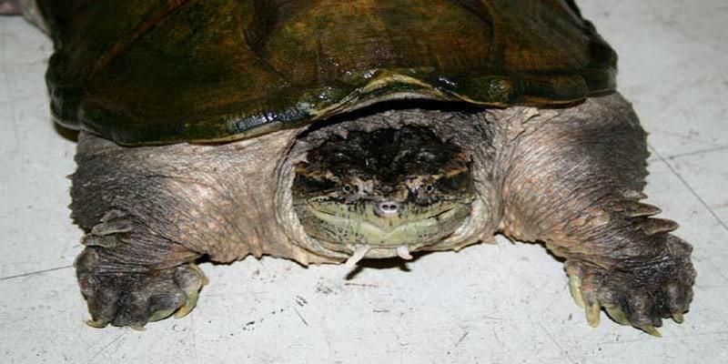 家养乌龟怎么养(养龟怎么养)