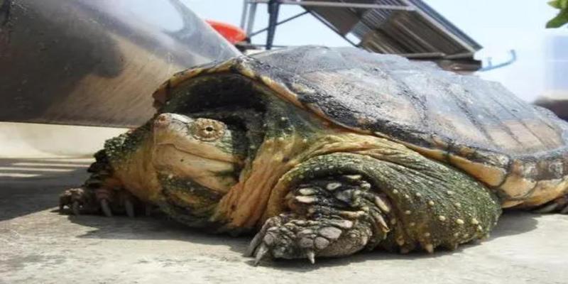 家养乌龟怎么养(养龟怎么养)