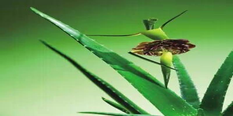 凤凰树是风水树吗(家居植物风水知识)