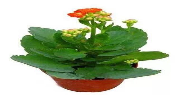 凤凰树是风水树吗(家居植物风水知识)