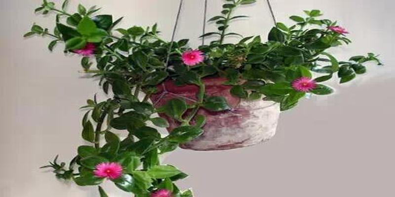 凤凰树是风水树吗(家居植物风水知识)