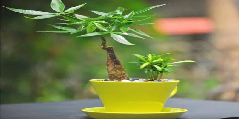 利风水的植物(家中最适合养的植物)