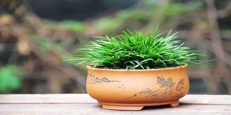 利风水的植物(家中最适合养的植物)