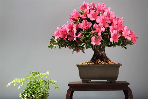 十大不吉利花(貔貅取一个吉利的名字)