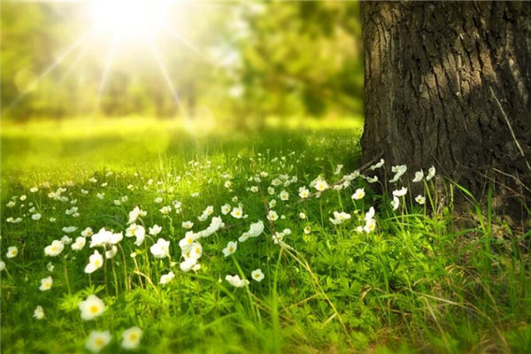 铜钱草摆放风水禁忌(祖坟里的铜钱好不好)