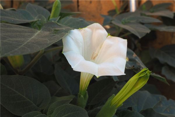 家里千万不能养的6种花(家里千万不能养的6种花是什么花)