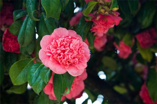 茶花也叫断头花(茶花的风水)