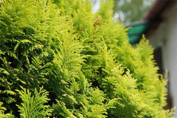 竹柏树与风水学(宅院风水禁忌的松柏树木)