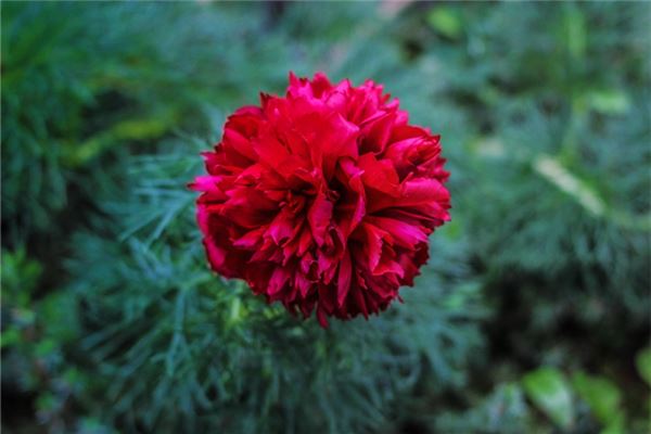 哪些人不适合养牡丹(家里养牡丹花的风水)