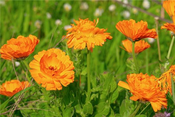 二十四节气之立夏(24节气之立夏)