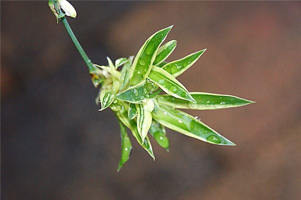 适合家里养的32种花(风水花草旺财运)