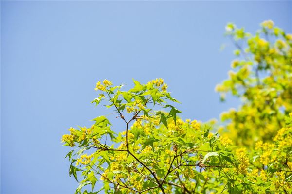 挂中国结的禁忌方位(家中方位风水)