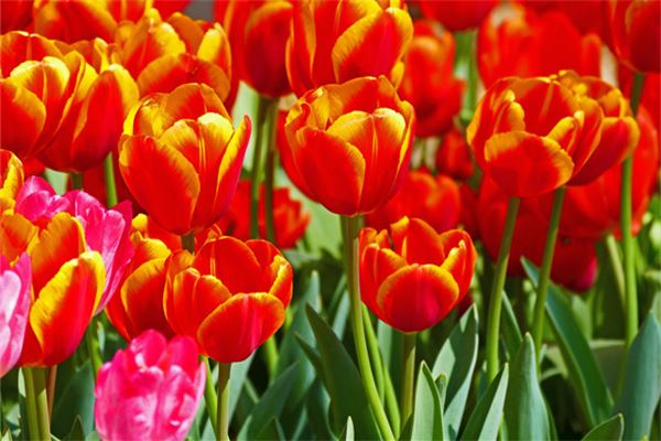 家里放一物绝对没老鼠是为何物(家里放一物,绝对没老鼠)