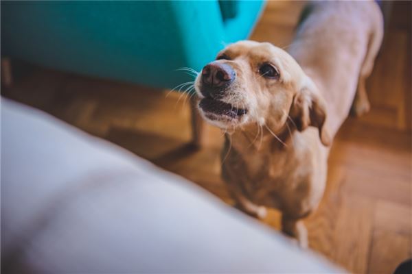 釜鸣与吉凶有关吗(犬吠是什么意思)