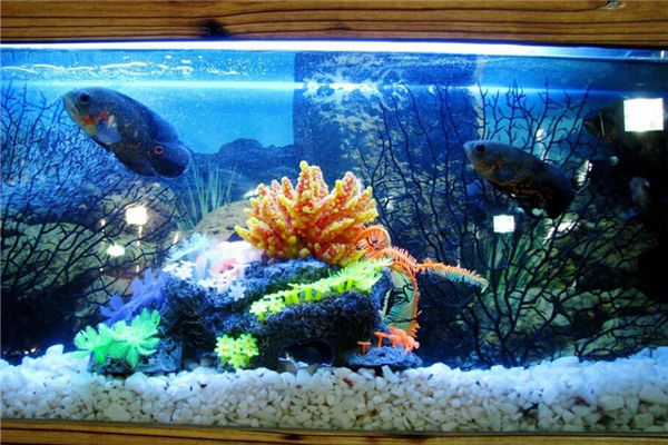 玄关处摆放鱼缸风水禁忌(客厅鱼缸风水)
