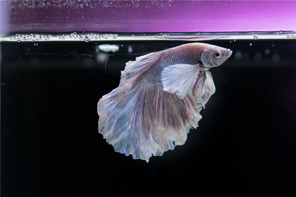 家宅中玄关鱼缸摆放风水(鱼缸位置的风水摆放客厅)