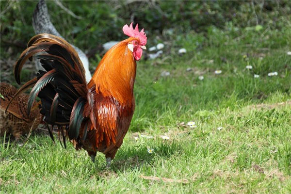 人人有的是什么生肖(第五生肖是什么生肖)