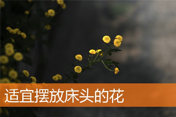 适宜摆放床头的花(卧室床头摆放位置)