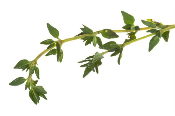 木槿养家中忌讳(木槿花的风水好吗)