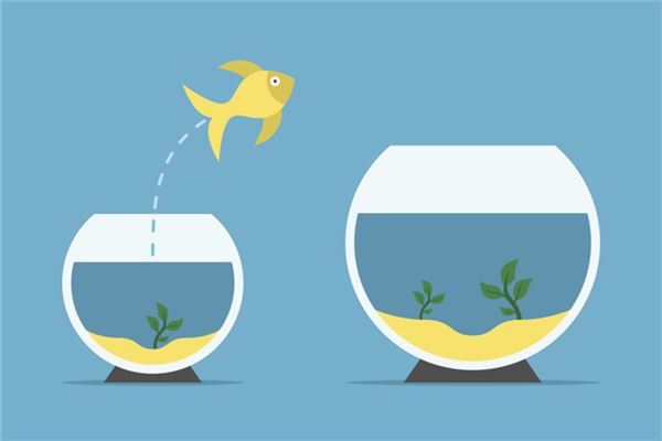 什么东西镇宅(家养貔貅可镇宅)