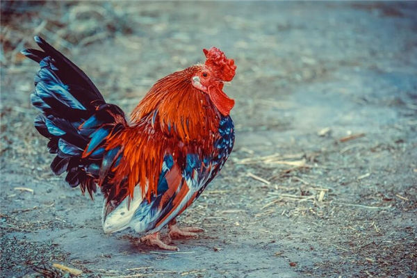 招财进宝是什么动物(招财进宝的动物是什么生肖)