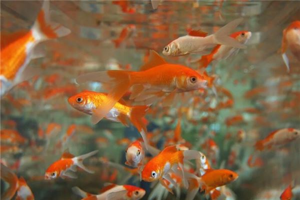 怎样摆鱼缸会犯“淋头水”(鱼缸淋头水怎么化解)