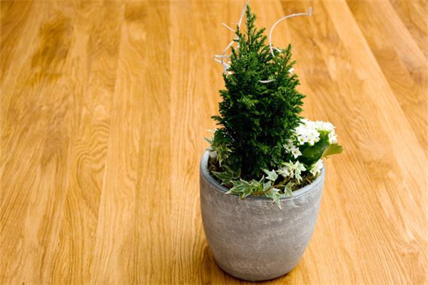 一进门见金钱树风水好吗(风水与财运)