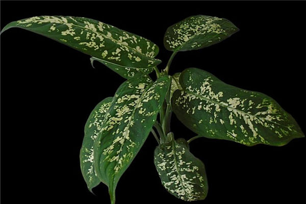 万年青摆放风水禁忌(万年青放客厅风水好吗)