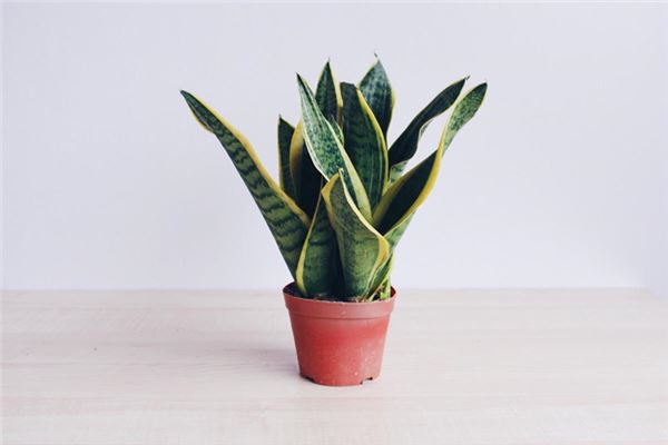 虎皮兰的风水作用(老虎皮有什么风水讲究)