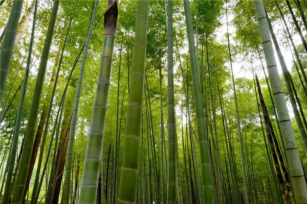 无花果树与庭院风水的关系(无花果树能种在院子里吗)