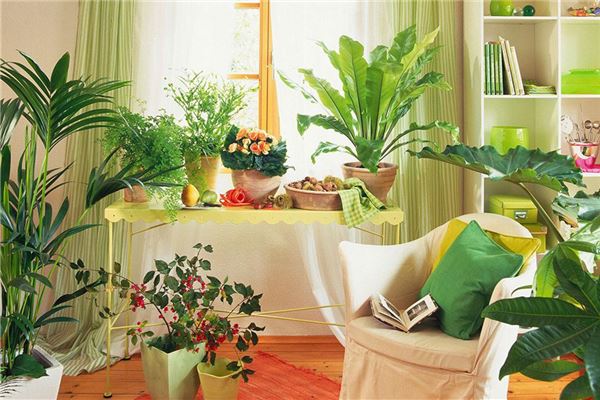 卧室植物风水的讲究,你都知道吗?(客厅放什么花卉风水好)
