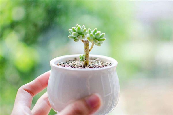 旺财风水植物的介绍(什么盆栽旺财)