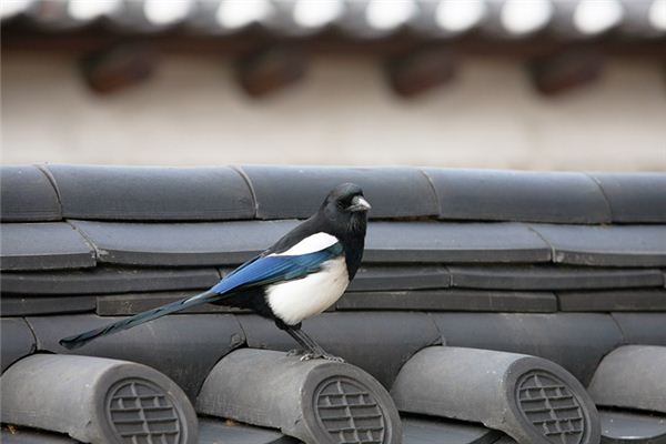 喜鹊在房顶叫是什么预兆(一大早看见喜鹊预兆)