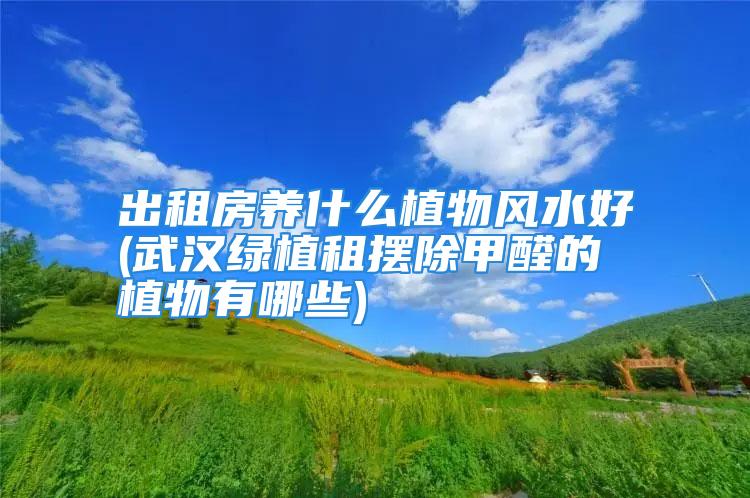 出租房养什么植物风水好(武汉绿植租摆除甲醛的植物有哪些)