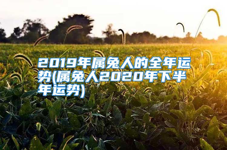 2019年属兔人的全年运势(属兔人2020年下半年运势)