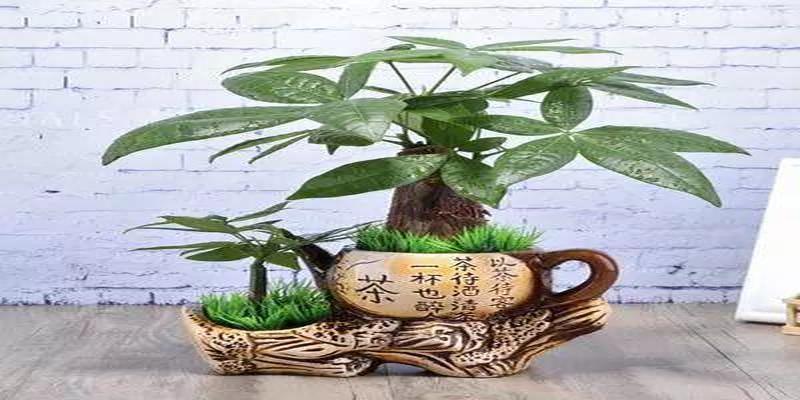 办公桌上绿植摆放风水正确图(书桌餐桌办公桌)