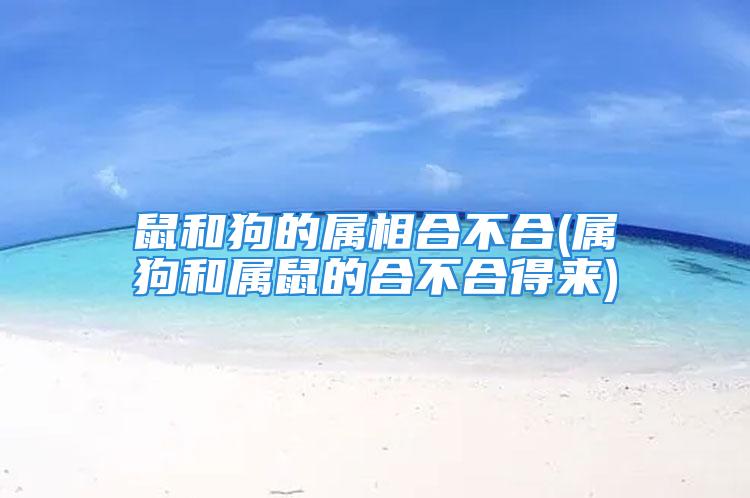 鼠和狗的属相合不合(属狗和属鼠的合不合得来)