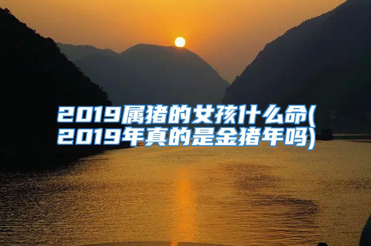 2019属猪的女孩什么命(2019年真的是金猪年吗)