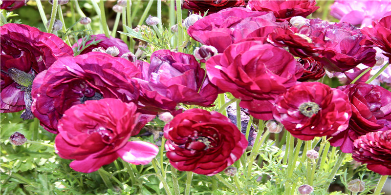 梦见别人怀孕生孩子意味着什么(梦见自己怀孕是吉兆吗)