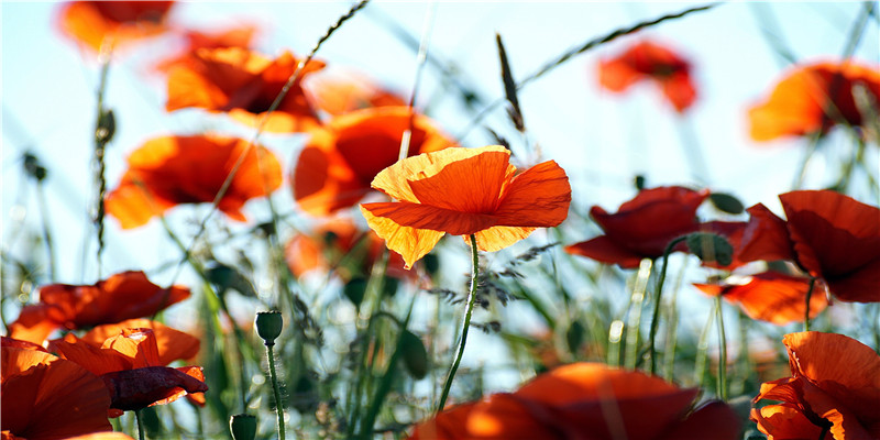 夫妻痣是什么意思(左右在夫妻宫)