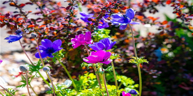 2020年处女座运势(处女座今年的运势2020)