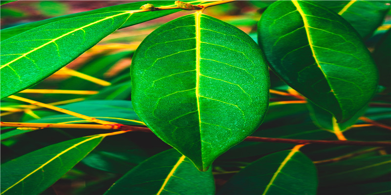 梦见芸豆(梦见白芸豆)