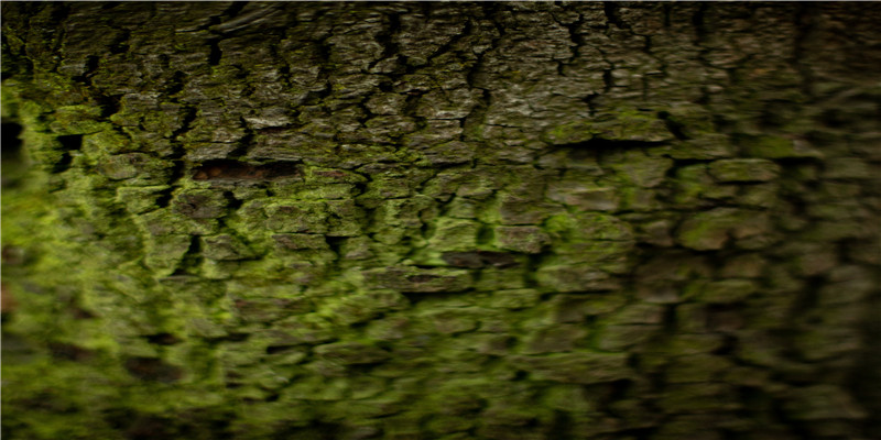 鸡和兔的属相合不合(属鸡的和属鸡的婚配合不合)