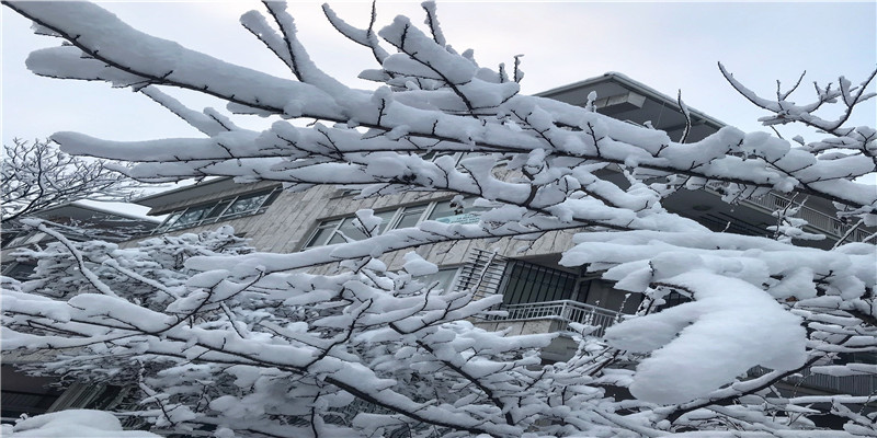 梦见芸豆(梦见白芸豆)