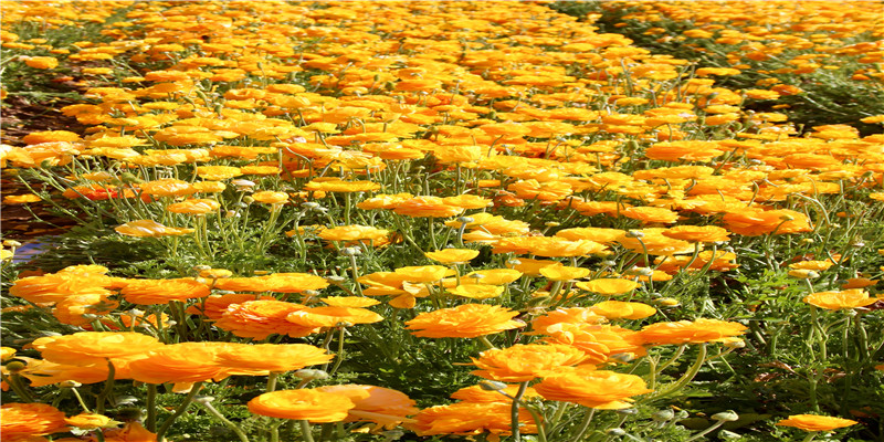 牛宝宝起名字女孩2021免费(2021出生的宝宝取什么名字好听)